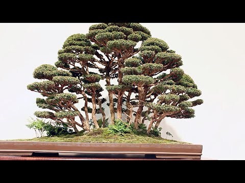bonsai 意思